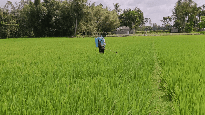 Aman farmers worried over fertiliser, pesticides in Lalmonirhat