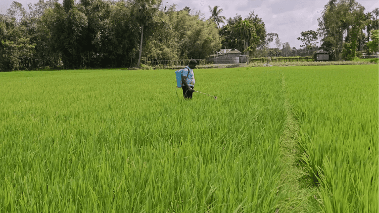 Aman farmers worried over fertiliser, pesticides in Lalmonirhat