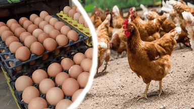 Egg and chicken prices increase in Rangpur, pulse prices decrease