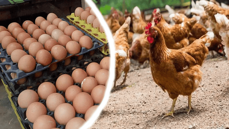Egg and chicken prices increase in Rangpur, pulse prices decrease
