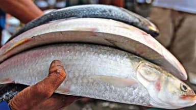 Indian traders apply seeking hilsa for Durga Puja