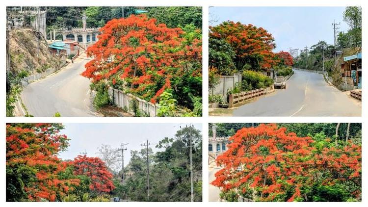 Blossoms adorn the hills: Bandarban welcomes tourists with symphony of colours