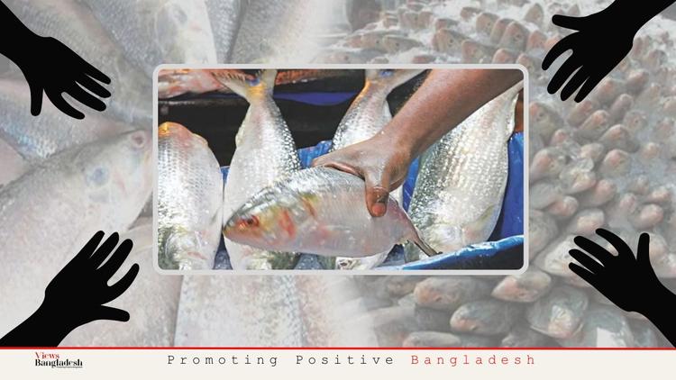 Save Hilsa from the grips of syndicates