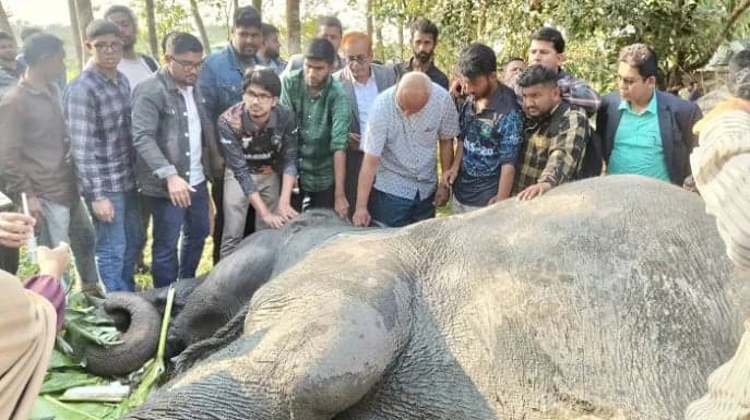Injured elephant ‘Sundarmala’ dies after being hit by train in Sylhet