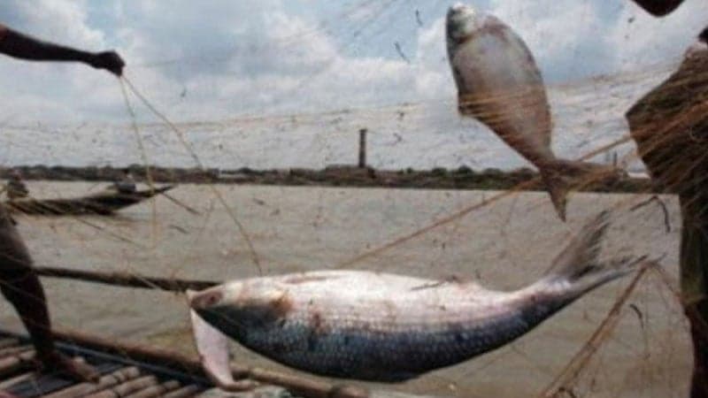 87 fishermen arrested for catching mother-hilsa