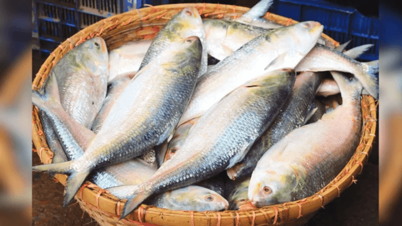 22-day Hilsa fishing ban to begin Saturday