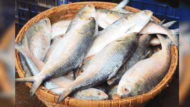 Hilsa fishing banned for 22 days from October 8