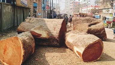 7 century-old trees felled overnight in Cumilla