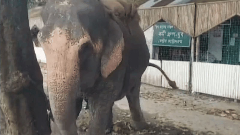 10-month-old dies as elephant's trunk topples easybike, mahout arrested
