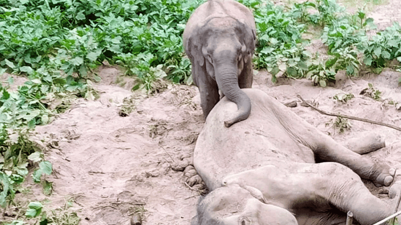 Miscreants cut off trunk, meat of dead elephant in Rangamati