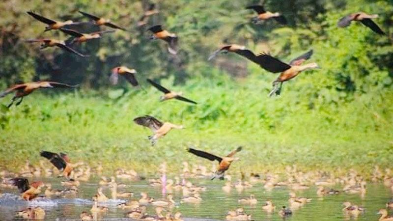 জাবির লেকে পরিযায়ী পাখির কলতান : প্রকৃতির এক অপূর্ব দৃশ্য