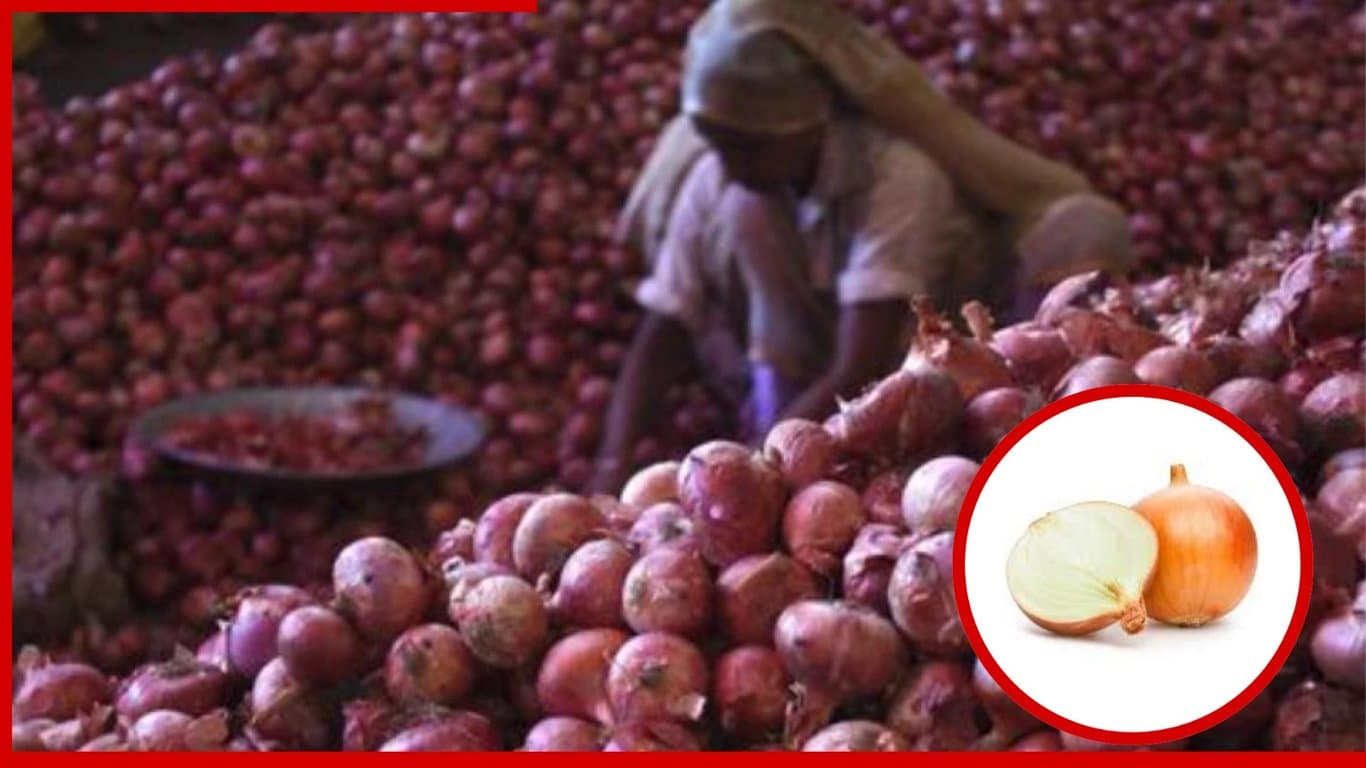 We actually eat a bit more onions