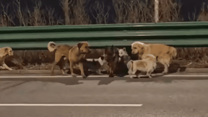 How seven lost dogs covered 17km to return home, melting hearts online