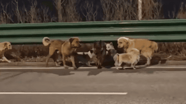 How seven lost dogs covered 17km to return home, melting hearts online