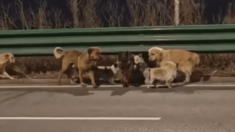 How seven lost dogs covered 17km to return home, melting hearts online