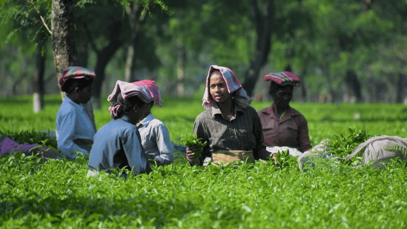 Over Tk 100 crore in provident fund dues of tea workers
