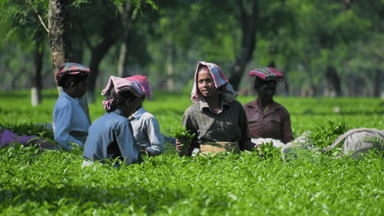 Over Tk 100 crore in provident fund dues of tea workers