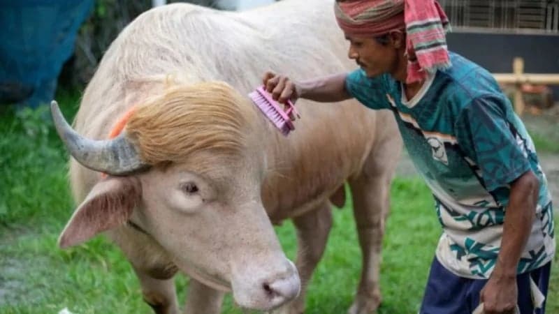 'Donald Trump' the buffalo spared from sacrifice after Home Minister's intervention