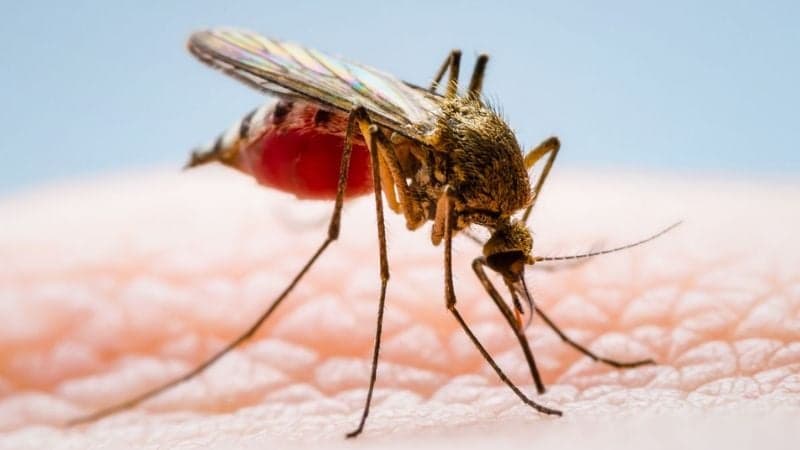 One dead, 416 new dengue cases reported in 24hrs