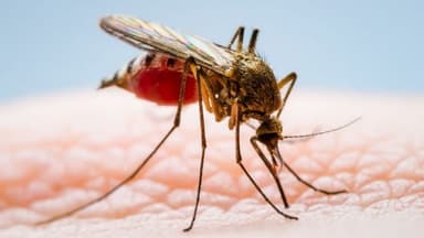 294 fresh dengue cases reported in 24 hours