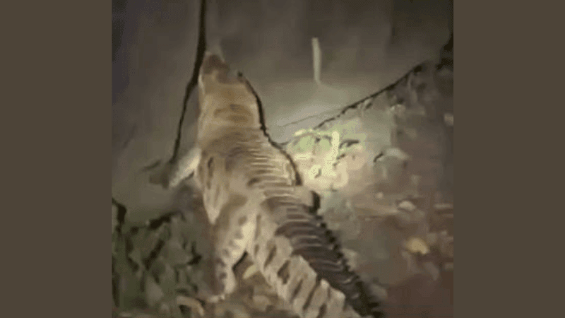 Crocodile spotted roaming in residential area of Narayanganj