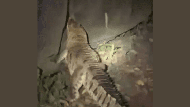 Crocodile spotted roaming in residential area of Narayanganj