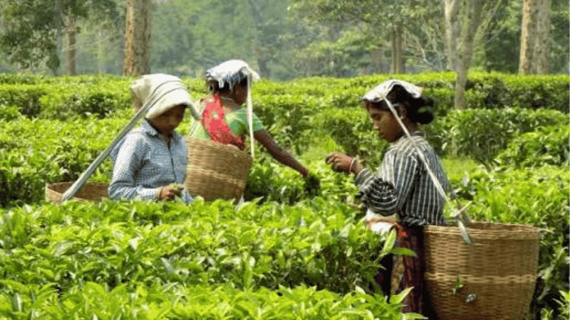 Government forms 12-member committee to develop tea industry