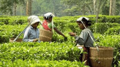 Government forms 12-member committee to develop tea industry