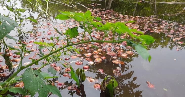 Farmers dump onions in ponds as market prices crash, demand government intervention