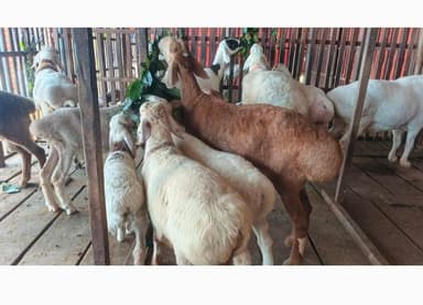 Dumba also hit Natore cattle market ahead of Eid-ul-Azha