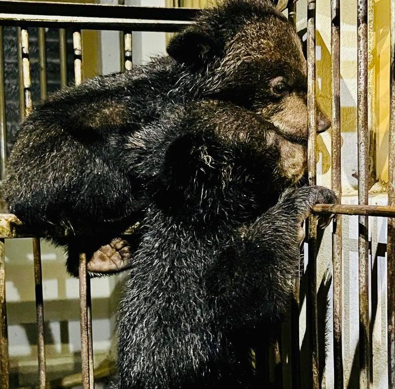 2 bear cubs of endangered species rescued in Bandarban