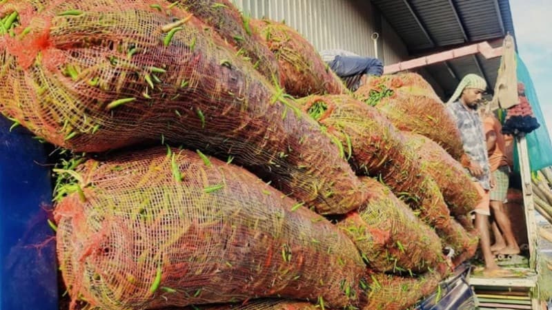 Over 5,000 tonnes of green chillies to arrive from India, prices may drop