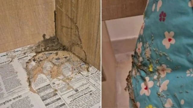 Opposition deputy leader leaves circuit house after finding termites in room