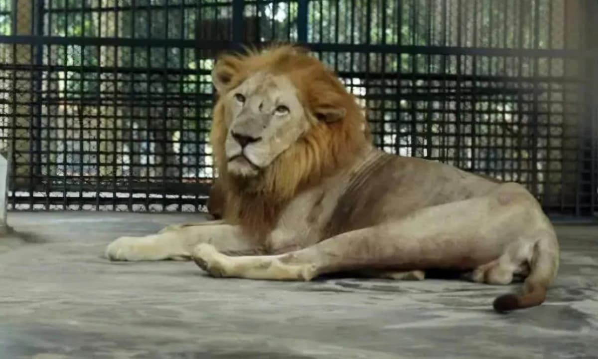 Lion spotted outside enclosure at zoo, authorities trying to bring it under control
