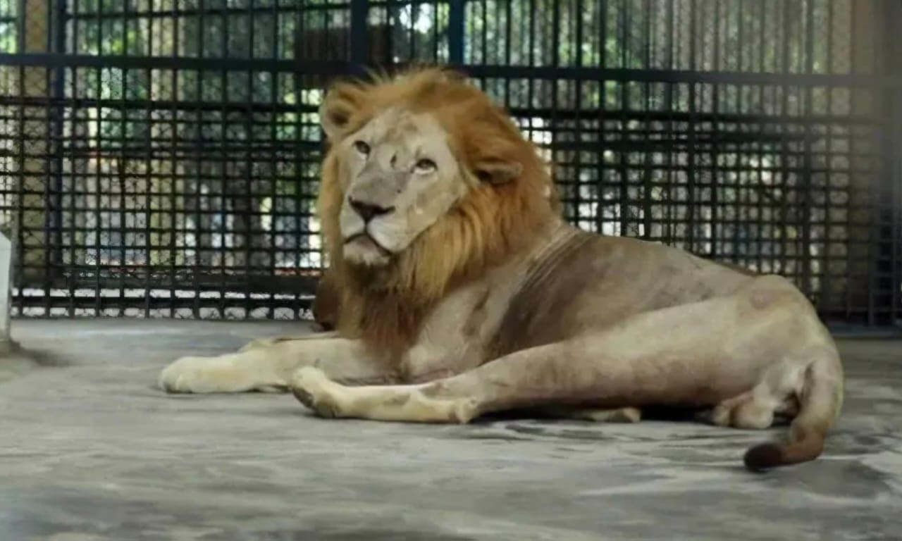 Lion spotted outside enclosure at zoo, authorities trying to bring