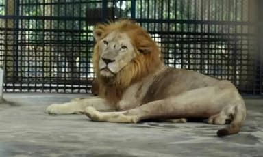 Lion spotted outside enclosure at zoo, authorities trying to bring it under control