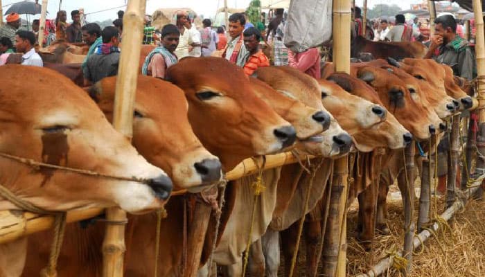 চোরাইপথে গরু প্রবেশ ঠেকাতে মনিটরিং হচ্ছে: প্রাণিসম্পদমন্ত্রী