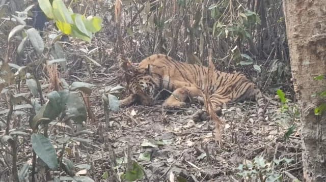 Tigress rescued from poacher’s trap in Sundarbans battles for life