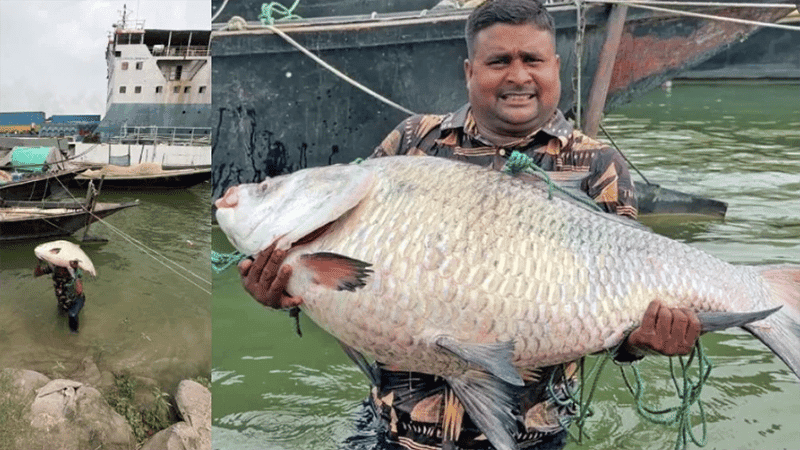 25.5kg Katla fish caught in Padma river