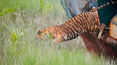 Tigress returns to Sundarbans after six months of treatment