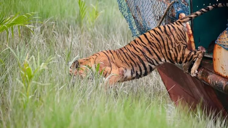 Tigress returns to Sundarbans after six months of treatment