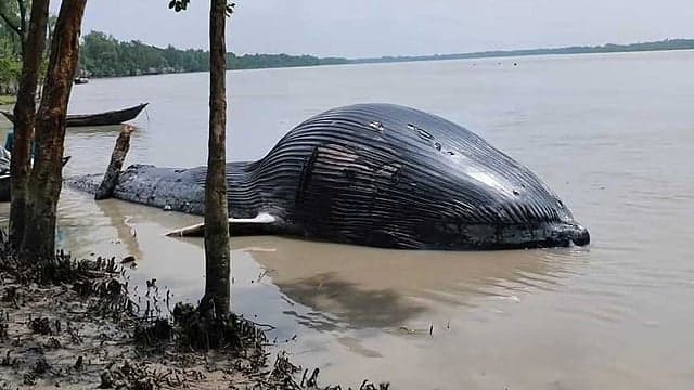 40-foot dead whale washes ashore on banks of Andharmanik river