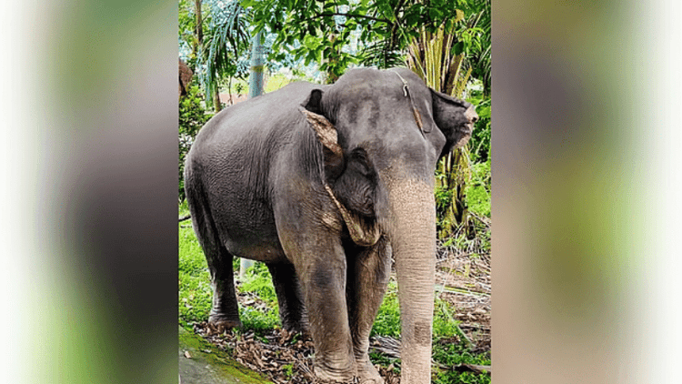 Mother elephant dies after falling ill, months after losing calf to snakebite