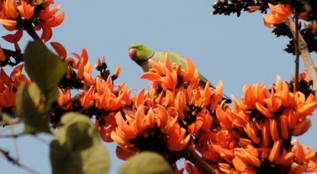 Pohela Falgun being celebrated nationwide today