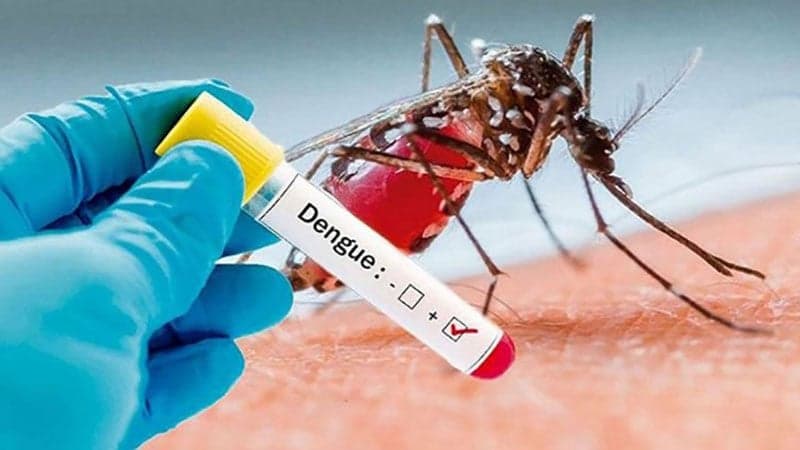 5 more die of dengue