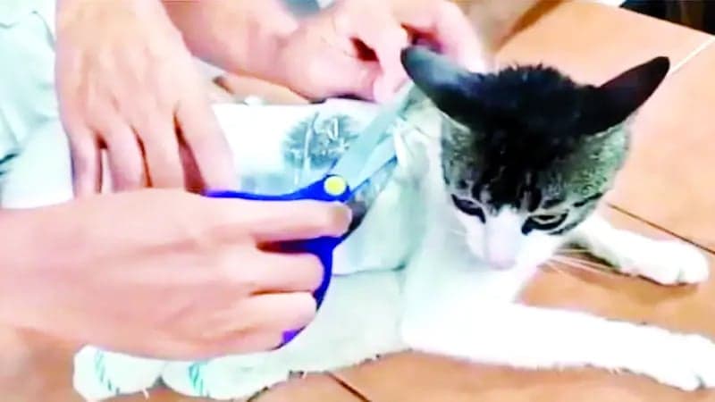 Cat caught smuggling drugs into Costa Rican prison