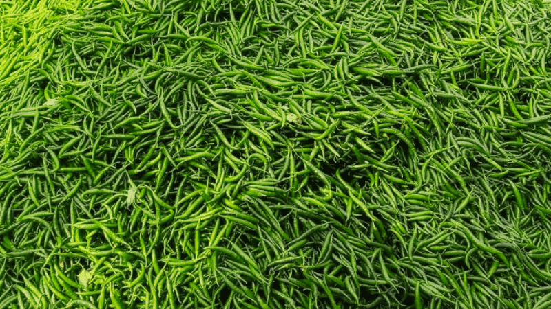 52 tonnes of Indian green chilies imported in two days