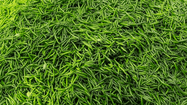 52 tonnes of Indian green chilies imported in two days