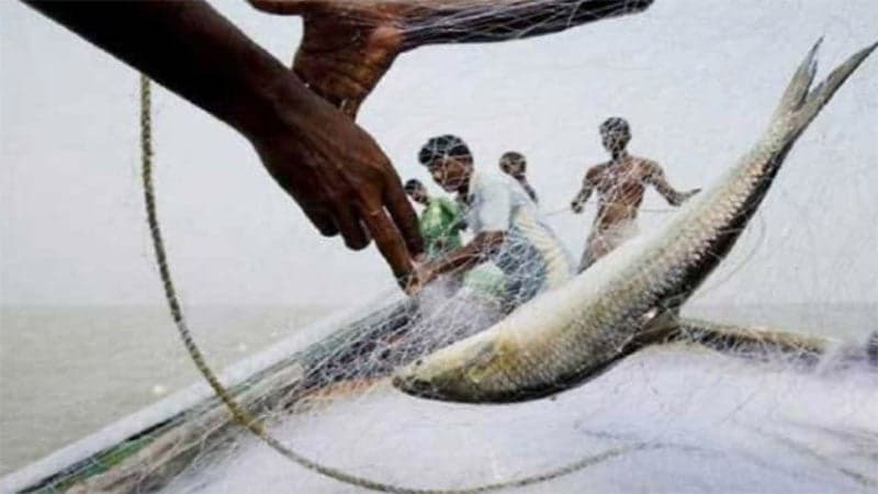 Hilsa in smuggling net: Plenty in supply, scarce on plates
