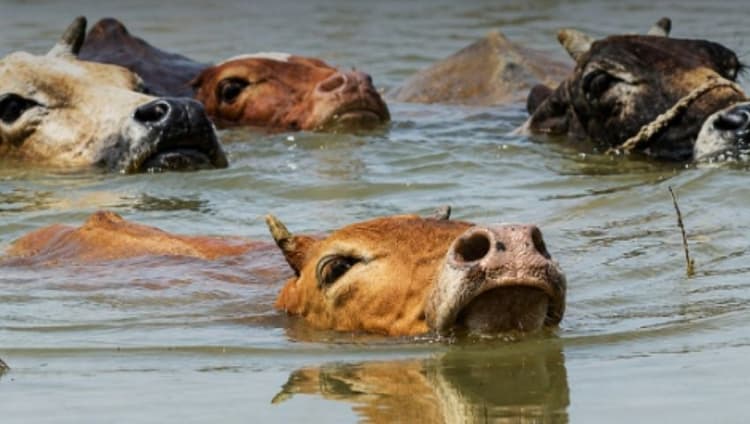 Flood causes Tk 77 crore losses to livestock sector in Chattogram division